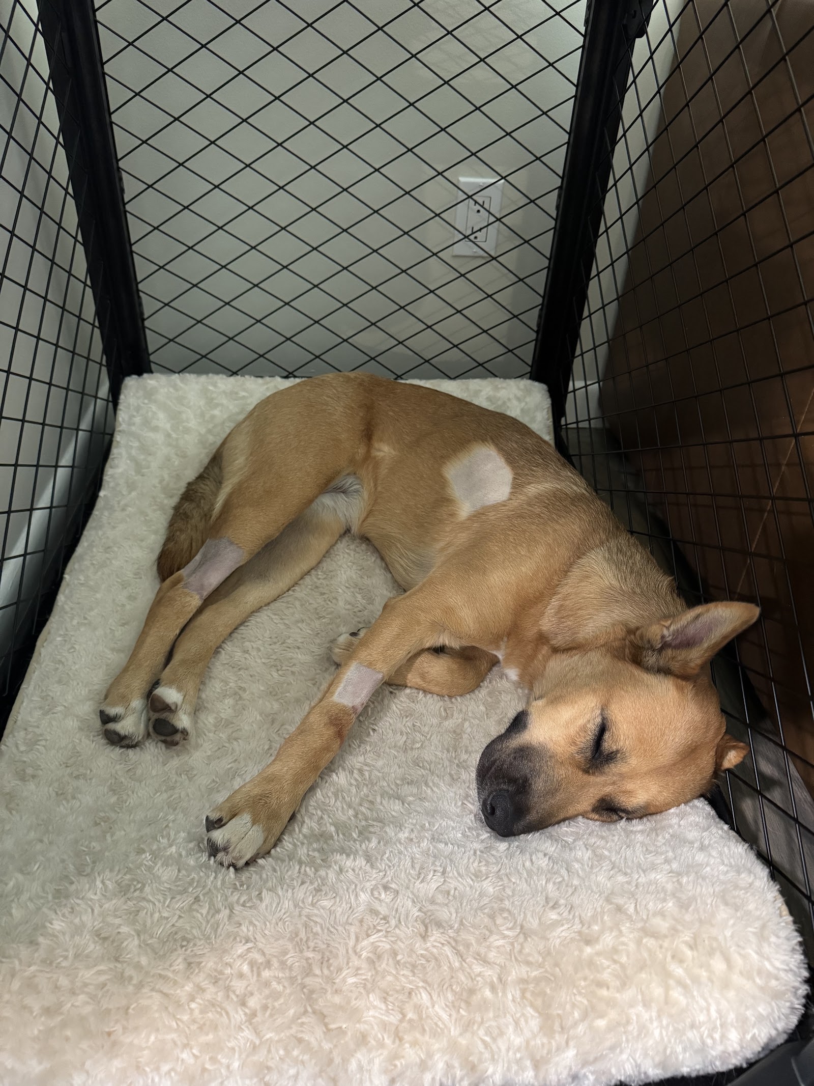 BluePearl Pet Hospital — photo